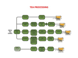 TEA PROCESSING
 