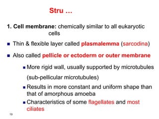 1. Cell membrane: chemically similar to all eukaryotic
cells
 Thin & flexible layer called plasmalemma (sarcodina)
 Also called pellicle or ectoderm or outer membrane
 More rigid wall, usually supported by microtubules
(sub-pellicular microtubules)
 Results in more constant and uniform shape than
that of amorphous amoeba
 Characteristics of some flagellates and most
ciliates
19
Stru …
 