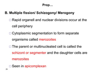 Prop…
B. Multiple fission/ Schizogony/ Merogony
 Rapid organell and nuclear divisions occur at the
cell periphery
 Cytoplasmic segmentation to form separate
organisms called merozoites
 The parent or multinucleated cell is called the
schizont or segmenter and the daughter cells are
merozoites
 Seen in apicomplexan
29
 