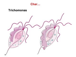 Trichomonas
T. intestinalis
T. vaginalis
58
Char…
 