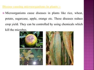 Disease causing microorganisms in plants :-
 Microorganisms cause diseases in plants like rice, wheat,
potato, sugarcane, apple, orange etc. These diseases reduce
crop yield. They can be controlled by using chemicals which
kill the microbes.
 