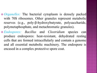  Organelles: The bacterial cytoplasm is densely packed
with 70S ribosomes. Other granules represent metabolic
reserves (e.g., poly-β-hydroxybutyrate, polysaccharide,
polymetaphosphate, and metachromatic granules).
 Endospores: Bacillus and Clostridium species can
produce endospores: heat-resistant, dehydrated resting
cells that are formed intracellularly and contain a genome
and all essential metabolic machinery. The endospore is
encased in a complex protective spore coat.
 