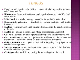  Fungi are eukaryotic cells, which contains similar organelles to human
cells, these include:
 Ribosomes – the same function are prokaryotic ribosomes but differ in size
and structure.
 Mitochondria – produce energy molecules for use in the metabolism.
 Endoplasmic reticulum – involved in protein synthesis and protein
transport.
 Nucleus – a membrane-bound structure that encloses the genetic material
of the cell.
 Nucleolus – an area in the nucleus where ribosomes are assembled.
 Cell wall – contains chitin and provides strength and structure to the cell.
 Cell membrane – this is significantly different to the human cell
membrane. It lies under the cell wall and encases the membrane.
 Golgi apparatus – an organelle involved in targeting newly synthesized
substances and proteins.
 Storage vacuole – membrane-covered spaces within cells that store
nutrients and waste products.
 Centrioles – has a role in organizing the skeletal system of the cell.
 