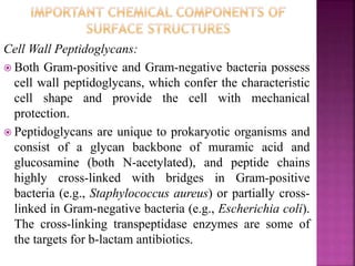 Cell Wall Peptidoglycans:
 Both Gram-positive and Gram-negative bacteria possess
cell wall peptidoglycans, which confer the characteristic
cell shape and provide the cell with mechanical
protection.
 Peptidoglycans are unique to prokaryotic organisms and
consist of a glycan backbone of muramic acid and
glucosamine (both N-acetylated), and peptide chains
highly cross-linked with bridges in Gram-positive
bacteria (e.g., Staphylococcus aureus) or partially cross-
linked in Gram-negative bacteria (e.g., Escherichia coli).
The cross-linking transpeptidase enzymes are some of
the targets for b-lactam antibiotics.
 