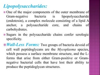 Lipopolysaccharides:
 One of the major components of the outer membrane of
Gram-negative bacteria is lipopolysaccharide
(endotoxin), a complex molecule consisting of a lipid A
anchor, a polysaccharide core, and chains of
carbohydrates.
 Sugars in the polysaccharide chains confer serologic
specificity.
Wall-Less Forms: Two groups of bacteria devoid of
cell wall peptidoglycans are the Mycoplasma species,
which possess a surface membrane structure, and the L-
forms that arise from either Gram-positive or Gram-
negative bacterial cells that have lost their ability to
produce the peptidoglycan structures.
 