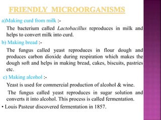 a)Making curd from milk :-
The bacterium called Lactobacillus reproduces in milk and
helps to convert milk into curd.
b) Making bread :-
The fungus called yeast reproduces in flour dough and
produces carbon dioxide during respiration which makes the
dough soft and helps in making bread, cakes, biscuits, pastries
etc.
c) Making alcohol :-
Yeast is used for commercial production of alcohol & wine.
The fungus called yeast reproduces in sugar solution and
converts it into alcohol. This process is called fermentation.
• Louis Pasteur discovered fermentation in 1857.
 