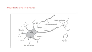 The parts of a nerve cell or neuron
 