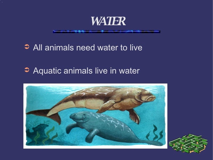 What do animals need?