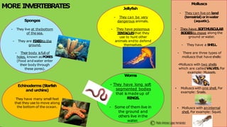 MORE INVERTEBRATES
Sponges
- They live at thebottom
of the sea.
- They are FIXEDto the
ground.
- Their body isfull of
holes, known asPORES
(Food andwater enter
their body through
these pores).
Jellyfish
- They can be very
dangerous animals.
- They have poisonous
TENTACLESthat they
use to hunt other
animals andto defend
themselves.
Echinoderms (Starfish
and urchins)
They have many small feet
that they use to move along
the bottom of the ocean.
Worms
- They have long soft
segmented bodies
that ismade up of
RINGS.
- Some of them live in
the ground and
others live inthe
water.
Molluscs
- They can live on land
(terrestrial)orinwater
(aquatic).
- They have SOFTMUSCULAR
BODIESto move along the
ground orwater.
- They have a SHELL.
- There are three types of
molluscs that have shells:
•Molluscs with two shells
which are calledVALVES.For
example: Mussels.
• Molluscs with one shell. For
example: Snails.
• Molluscs with aninternal
shell. For example: Squid.
 