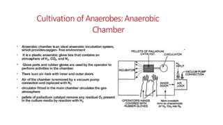 Cultivation of Anaerobes:Anaerobic
Chamber
• Anaerobic chamber isan ideal anaerobic incubation system,
whichprovidesoxygen- free environment
• It isa plastic anaerobic glove box that contains an
atmosphere of H2, CO2, and N2
• Glove ports and rubber gloves are used by the operator to
perform activities in the chamber.
• There isan air-lock with inner and outer doors
.
• Air of the chamber isremoved by a vacuum pump
connection and replaced with N2
• circulator fitted in the main chamber circulates the gas
atmosphere
• pellets of palladium catalyst remove any residual O2 present
in the culture media by reaction with H2
 