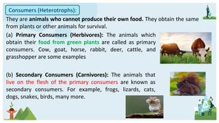 They are animals who cannot produce their own food. They obtain the same
from plants or other animals for survival.
Consumers (Heterotrophs):
(a) Primary Consumers (Herbivores): The animals which
obtain their food from green plants are called as primary
consumers. Cow, goat, horse, rabbit, deer, cattle, and
grasshopper are some examples
(b) Secondary Consumers (Carnivores): The animals that
live on the flesh of the primary consumers are known as
secondary consumers. For example, frogs, lizards, cats,
dogs, snakes, birds, many more.
 