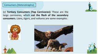 (c) Tertiary Consumers (Top Carnivores): These are the
large carnivores, which eat the flesh of the secondary
consumers. Lions, tigers, and vultures are some examples.
Consumers (Heterotrophs):
 