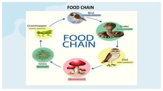 FOOD CHAIN
 
