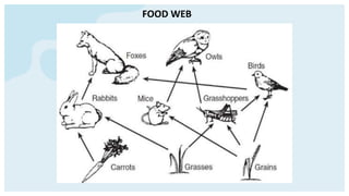 FOOD WEB
 