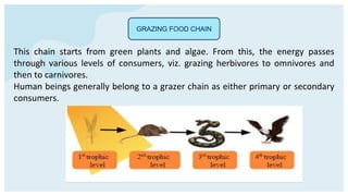 GRAZING FOOD CHAIN
This chain starts from green plants and algae. From this, the energy passes
through various levels of consumers, viz. grazing herbivores to omnivores and
then to carnivores.
Human beings generally belong to a grazer chain as either primary or secondary
consumers.
 
