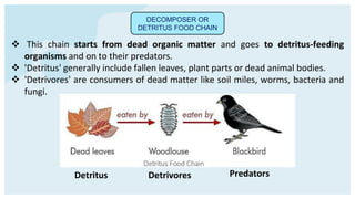 DECOMPOSER OR
DETRITUS FOOD CHAIN
 This chain starts from dead organic matter and goes to detritus-feeding
organisms and on to their predators.
 'Detritus' generally include fallen leaves, plant parts or dead animal bodies.
 'Detrivores' are consumers of dead matter like soil miles, worms, bacteria and
fungi.
Detrivores
Detritus Predators
 