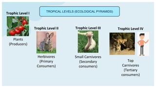 TROPICAL LEVELS (ECOLOGICAL PYRAMIDS)
Plants
(Producers)
Herbivores
(Primary
Consumers)
Small Carnivores
(Secondary
consumers)
Top
Carnivores
(Tertiary
consumers)
Trophic Level I
Trophic Level II Trophic Level III Trophic Level IV
 