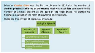 Scientist Charles Elton was the first to observe in 1927 that the number of
animals present at the top of the trophic level was much less compared to the
number of animals present at the base of the food chain. He plotted his
findings on a graph in the form of a pyramid-like structure.
There are three types of ecological pyramids:
Ecological Pyramid
Pyramid of
numbers
Pyramid
of Biomass
Pyramid of
Energy
Upright Pyramid of Number
Partly Upright (Spindle
Shape) Pyramid of Number
Inverted Pyramid of
Number
 
