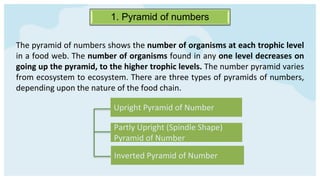 1. Pyramid of numbers
The pyramid of numbers shows the number of organisms at each trophic level
in a food web. The number of organisms found in any one level decreases on
going up the pyramid, to the higher trophic levels. The number pyramid varies
from ecosystem to ecosystem. There are three types of pyramids of numbers,
depending upon the nature of the food chain.
Upright Pyramid of Number
Partly Upright (Spindle Shape)
Pyramid of Number
Inverted Pyramid of Number
 
