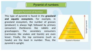 Pyramid of numbers
Upright Pyramid of Number
This type of pyramid is found in the grassland
and aquatic ecosystem. For example, in
grassland ecosystem, the number of grasses
(producer) is always high followed by primary
consumers (herbivores like rabbits and
grasshoppers. The secondary consumers
(carnivores like snakes and lizards) are even
lesser. Finally, the top carnivores (such as
hawks) are the least in number. Thus, the
pyramid is upright.
 
