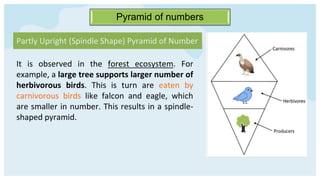 Pyramid of numbers
It is observed in the forest ecosystem. For
example, a large tree supports larger number of
herbivorous birds. This is turn are eaten by
carnivorous birds like falcon and eagle, which
are smaller in number. This results in a spindle-
shaped pyramid.
Partly Upright (Spindle Shape) Pyramid of Number
 