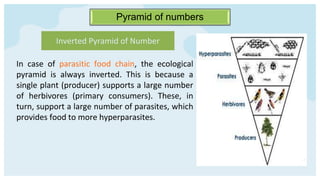 Pyramid of numbers
In case of parasitic food chain, the ecological
pyramid is always inverted. This is because a
single plant (producer) supports a large number
of herbivores (primary consumers). These, in
turn, support a large number of parasites, which
provides food to more hyperparasites.
Inverted Pyramid of Number
 