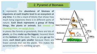 2. Pyramid of Biomass
It represents the abundance of biomass of
organisms at each trophic level in an ecosystem at
any time. It is like a stack of blocks that shows how
much living organisms there is in different parts of
nature. Each block represents a group of living
things, like plants or animals. But instead of
counting them, we weigh them.
In places like forests or grasslands, there are lots of
plants, so they make up the biggest, heaviest block
at the bottom of the stack. Then, as you go up the
stack, each block gets smaller because there are
fewer animals that eat the plants. This makes the
pyramid look like it's standing upright.
 
