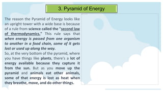 3. Pyramid of Energy
The reason the Pyramid of Energy looks like
an upright tower with a wide base is because
of a rule from science called the "second law
of thermodynamics." This rule says that
when energy is passed from one organism
to another in a food chain, some of it gets
lost or used up along the way.
So, at the very bottom of the pyramid, where
you have things like plants, there's a lot of
energy available because they capture it
from the sun. But as you move up the
pyramid and animals eat other animals,
some of that energy is lost as heat when
they breathe, move, and do other things.
 