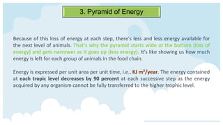 3. Pyramid of Energy
Because of this loss of energy at each step, there's less and less energy available for
the next level of animals. That's why the pyramid starts wide at the bottom (lots of
energy) and gets narrower as it goes up (less energy). It's like showing us how much
energy is left for each group of animals in the food chain.
Energy is expressed per unit area per unit time, i.e., KJ m²/year. The energy contained
at each tropic level decreases by 90 percent at each successive step as the energy
acquired by any organism cannot be fully transferred to the higher trophic level.
 