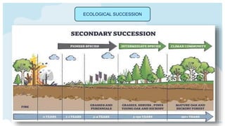 ECOLOGICAL SUCCESSION
 