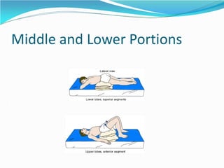 Middle and Lower Portions
 