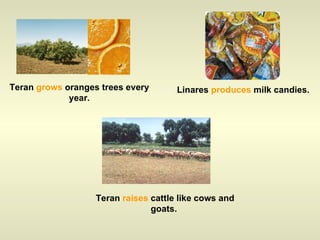 Teran  grows  oranges trees every year. Linares  produces  milk candies. Teran  raises  cattle like cows and goats.  