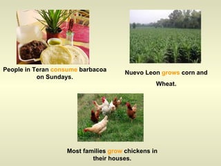 People in Teran  consume  barbacoa on Sundays. Nuevo Leon  grows  corn and Wheat. Most families  grow  chickens in their houses. 