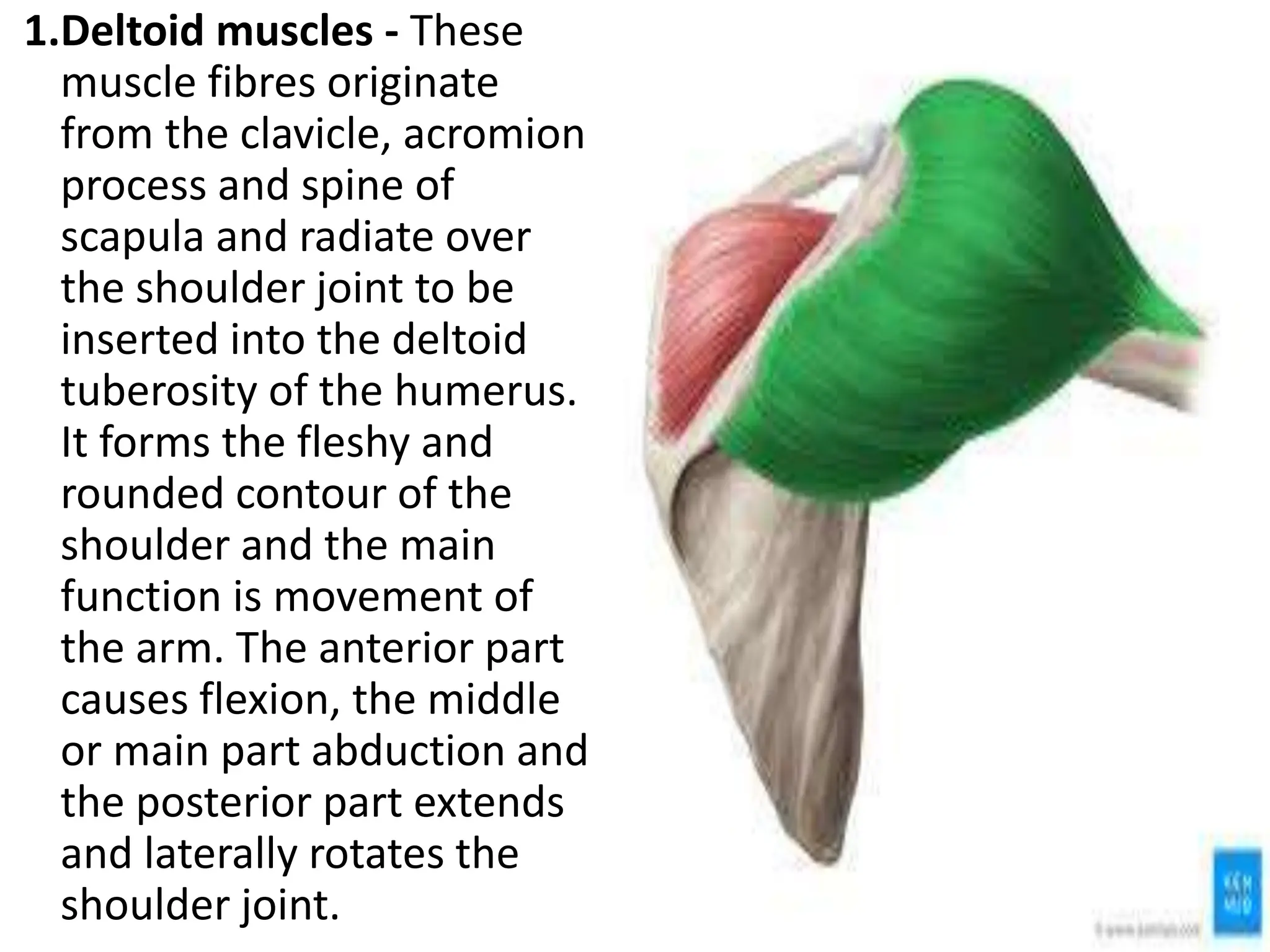 UNIT- 14 THE MUSCULAR SYSTEM.ANATOMY ptx | PPTX
