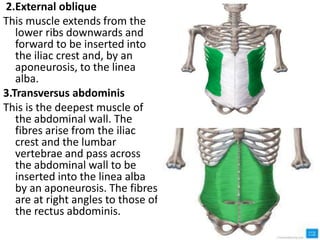 UNIT- 14 THE MUSCULAR SYSTEM.ANATOMY ptx | PPTX