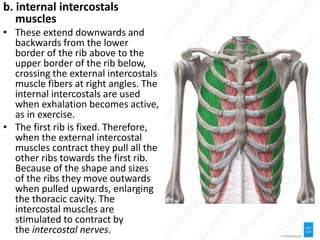 Right Rib Muscles UNIT- 14 THE MUSCULAR SYSTEM.ANATOMY ptx | PPTX