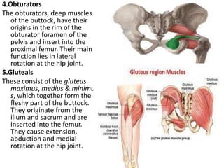 UNIT- 14 THE MUSCULAR SYSTEM.ANATOMY ptx | PPTX