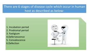 There are 6 stages of disease cycle which occur in human
host as described as below-
1. Incubation period
2. Prodromal period
3. Fastigium
4.Defervescence
5. Convalescence
6.Defection
 