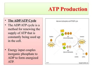 Biochemistry teaching materials about bioenergetics | PPTX