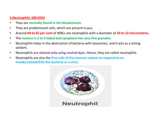 3.Neutrophils: (60-65%)
• They are normally found in the bloodstream.
• They are predominant cells, which are present in pus.
• Around 60 to 65 per cent of WBCs are neutrophils with a diameter of 10 to 12 micrometres.
• The nucleus is 2 to 5 lobed and cytoplasm has very fine granules.
• Neutrophils helps in the destruction of bacteria with lysosomes, and it acts as a strong
oxidant.
• Neutrophils are stained only using neutral dyes. Hence, they are called neutrophils.
• Neutrophils are also the first cells of the immune system to respond to an
invader/attack/kills the bacteria or a virus.
 
