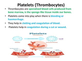 Platelets (Thrombocytes)
• Thrombocytes are specialized blood cells produced from
bone marrow, is the sponge-like tissue inside our bones.
• Platelets come into play when there is bleeding or
haemorrhage.
• They help in clotting and coagulation of blood.
• Platelets help in coagulation during a cut or wound.
 