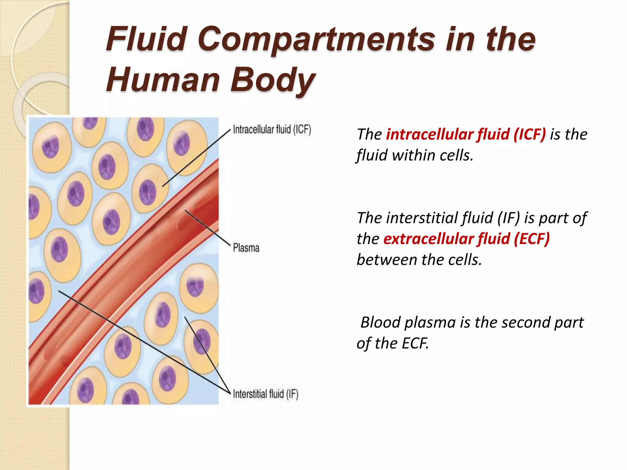 body fluids/B.pharmacy 2 semester | PPTX