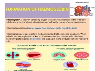 FORMATION OF HAEMOGLOBIN
Haemoglobin, is the iron-containing oxygen-transport metalloprotein in the red blood
cells (erythrocytes) of almost all vertebrates as well as the tissues of some invertebrates.
Haemoglobin in blood carries oxygen from the lungs to the rest of the body.
Haemoglobin develops in cells in the bone marrow that become red blood cells. When
red cells die, haemoglobin is broken up: iron is removed and transported to the bone
marrow by proteins called transferrins, and used again in the production of new red blood
cells.
 
