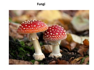 Fungi
 