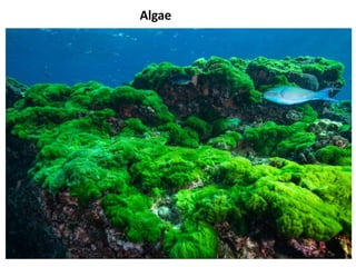 Algae
 