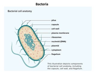 Bacteria
 