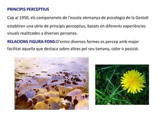 PRINCIPIS PERCEPTIUS
Cap al 1950, els componenets de l'escola alemanya de psicologia de la Gestalt
establiren una sèrie de principis perceptius, basats en diferents experiències
visuals realitzades a diverses persones.
RELACIONS FIGURA-FONS:D'entre diverses formes es percep amb major
facilitat aquella que destaca sobre altres pel seu tamany, color o posició.
 