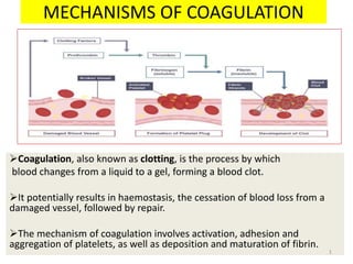MECHANISMS OF COAGULATION
Coagulation, also known as clotting, is the process by which
blood changes from a liquid to a gel, forming a blood clot.
It potentially results in haemostasis, the cessation of blood loss from a
damaged vessel, followed by repair.
The mechanism of coagulation involves activation, adhesion and
aggregation of platelets, as well as deposition and maturation of fibrin.
1
 
