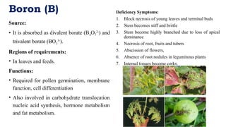 Plant Water Status and role of water by dr. Kirpa Ram | PPTX