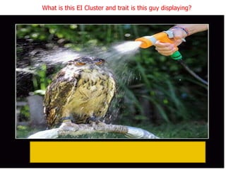 What is this EI Cluster and trait is this guy displaying?
 